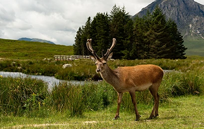 Glencoe Deer Deer in Glencoe