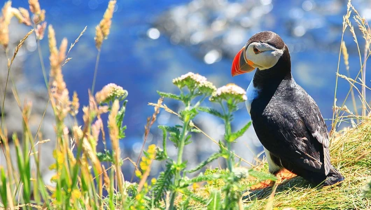 Isles of Mull puffin thumb Puffin