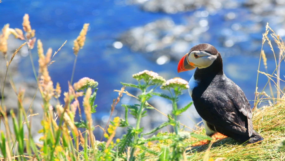 Puffin on Staffa