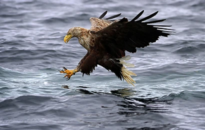 White Tailed Eagle TN